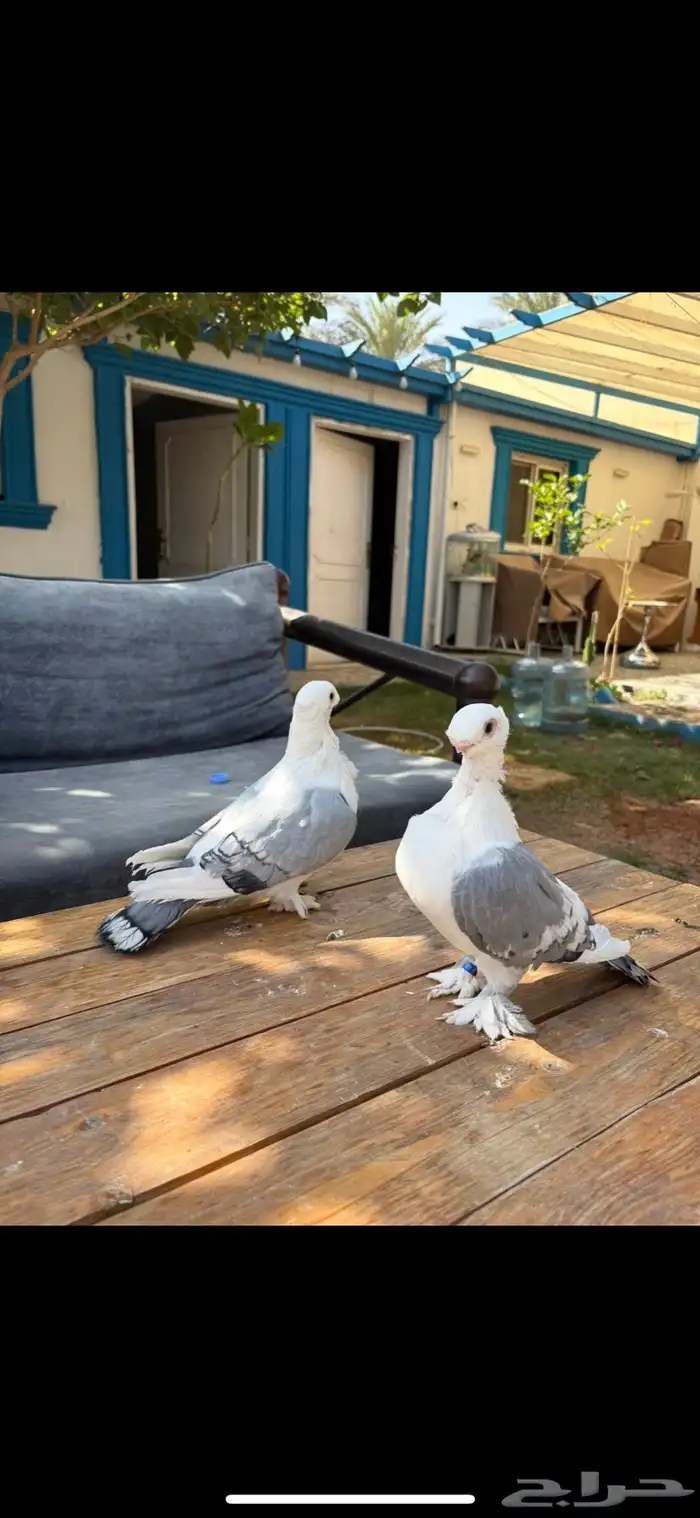 ستنايت ازرق 1