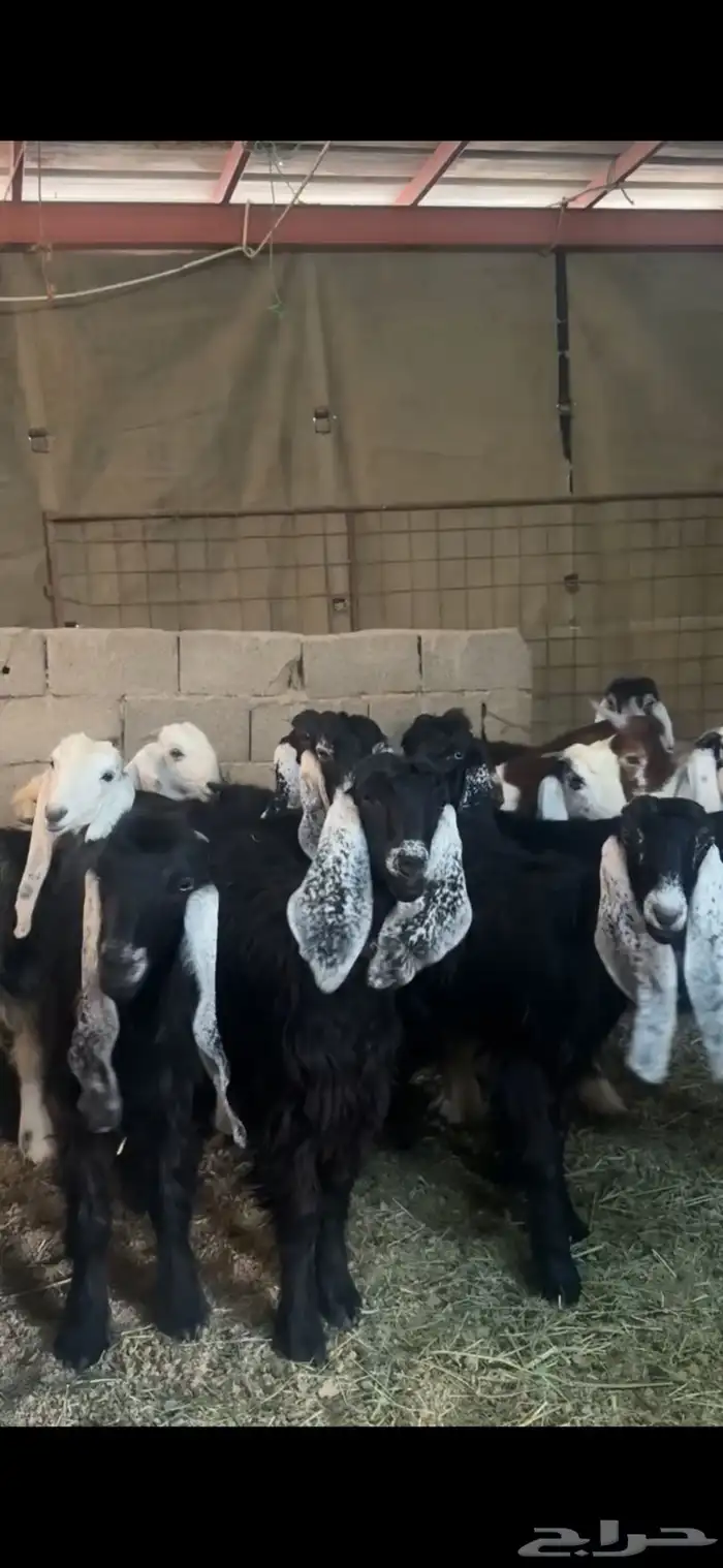 جفار مقاني 4