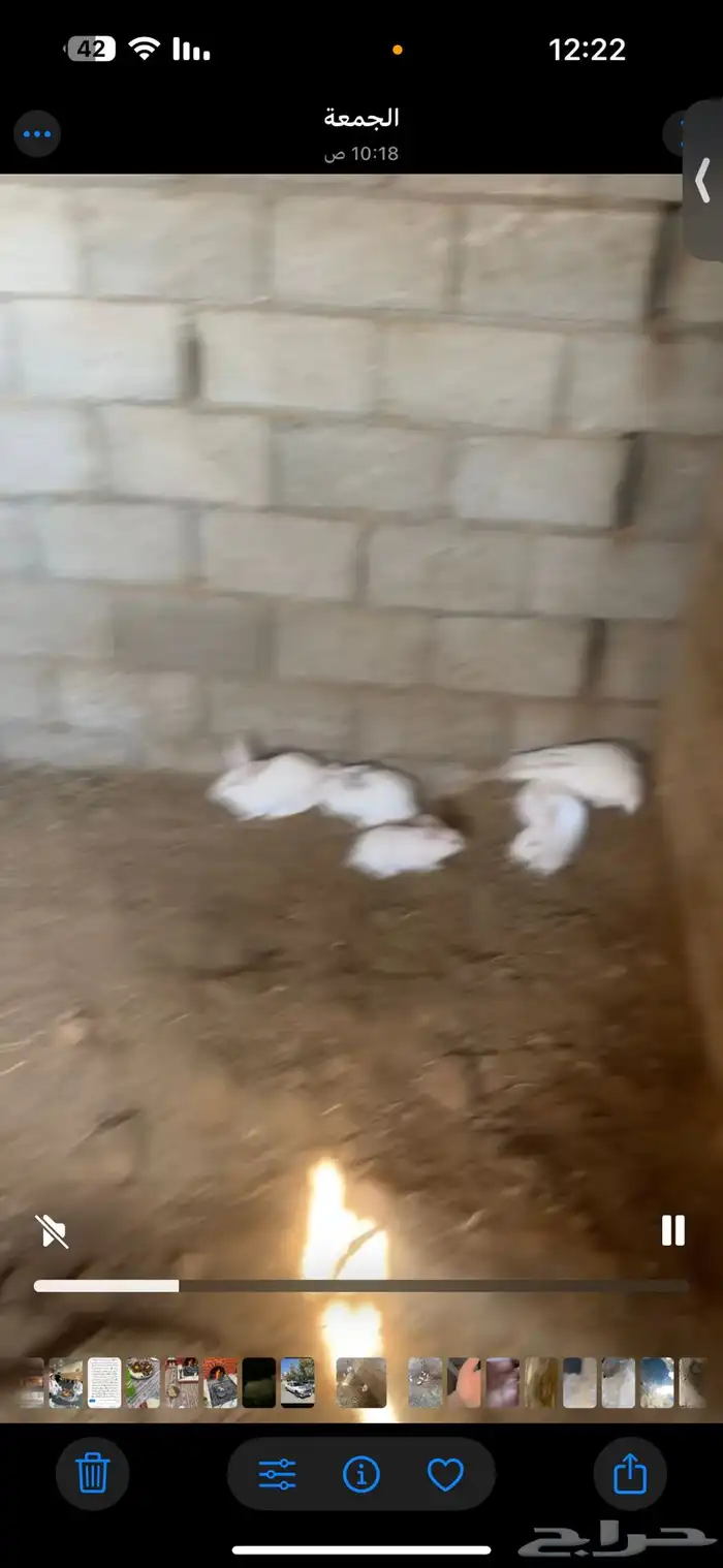 أرانب فرنسيه العدد تقريبا  20 سليمه من الأمراض شرط 1