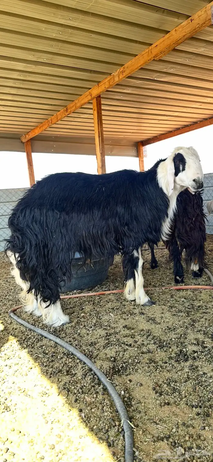 خروف فحل نجدي 0