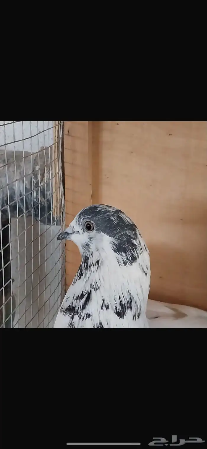 حمام بكستاني منتج تربية ماحكر خلي من الأمراض 3