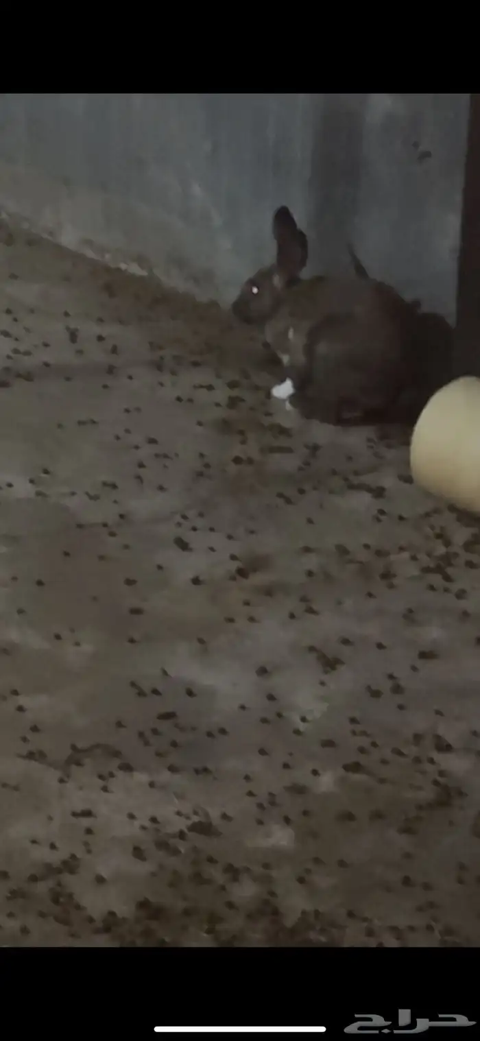 ارانب بلدي 1