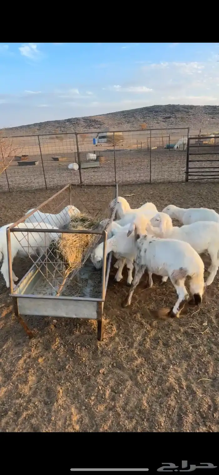 بهم حري مراح السوم 900 1