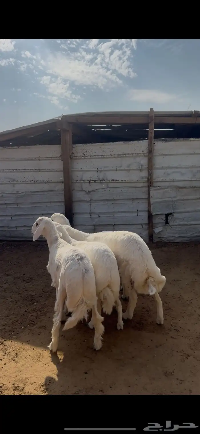 خرفان حريات بريه خاص للزوجات 1