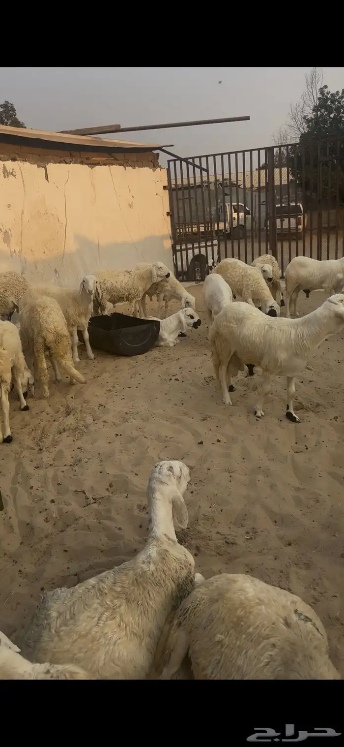 سواكني مرابي 2