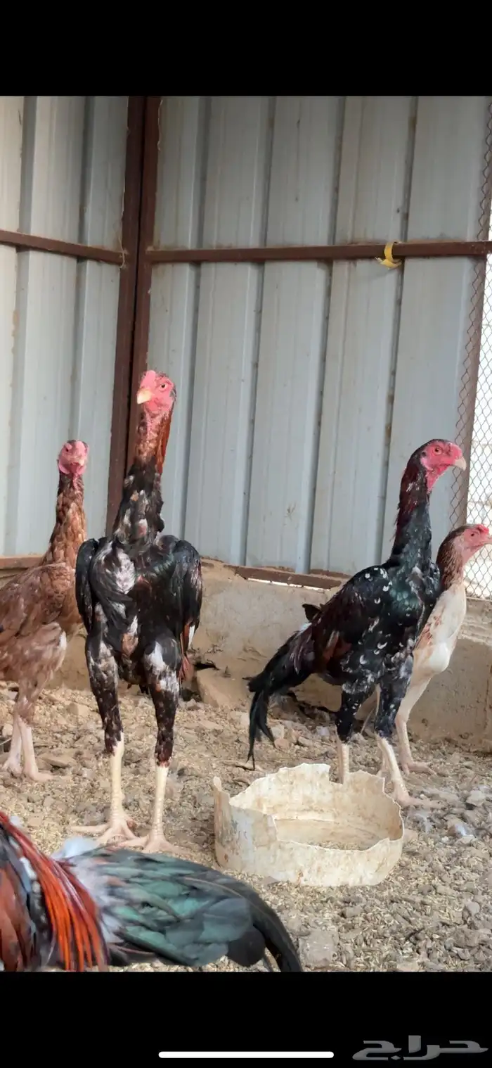 اثنين ديوك شامو 0