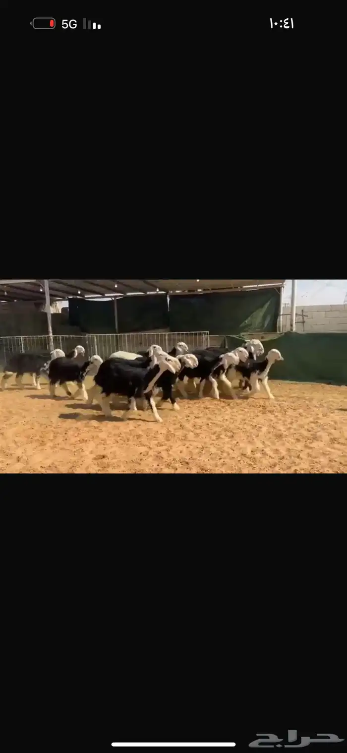 عرض رخال جذعات 0