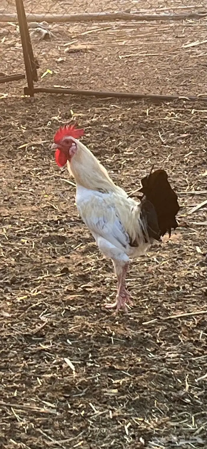 دجاج للبيع 1