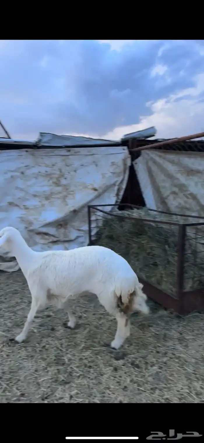 رخل جذعه دافع 1