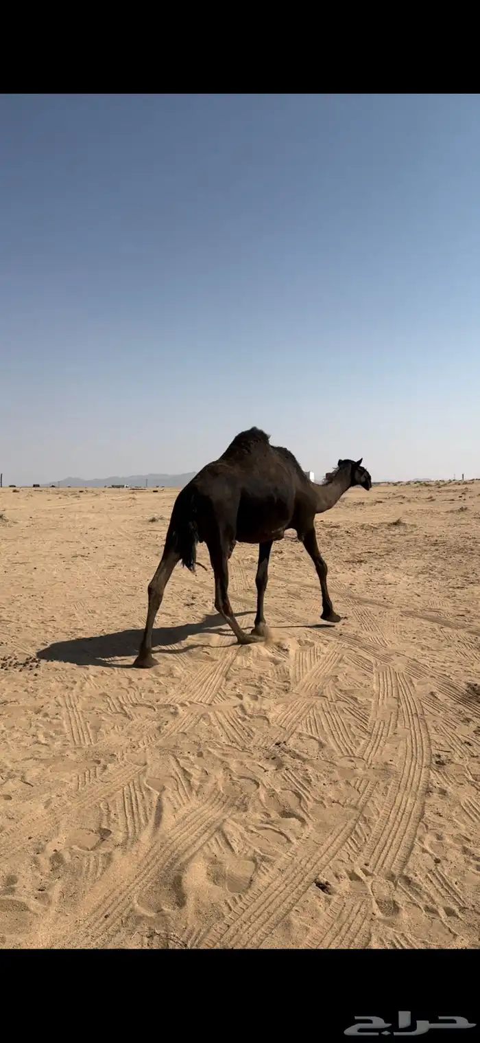 خلفه مجهم طيبه 0