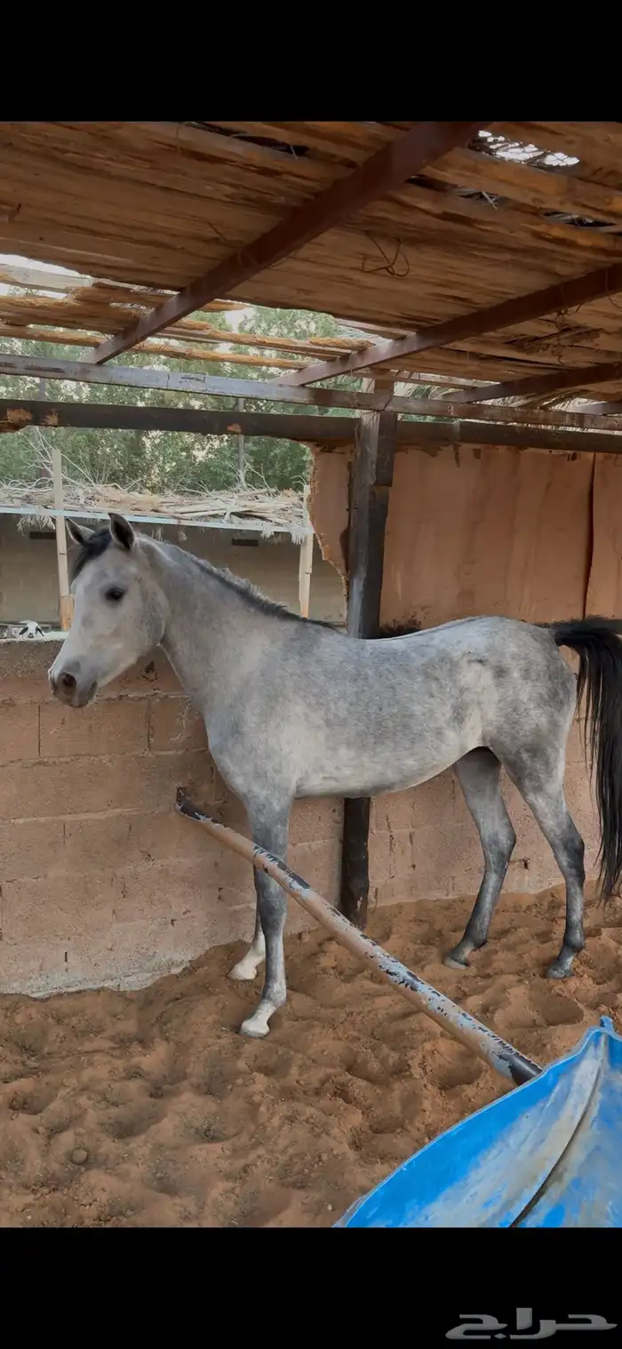 مهره عربيه اصيله ( واهو ) 1