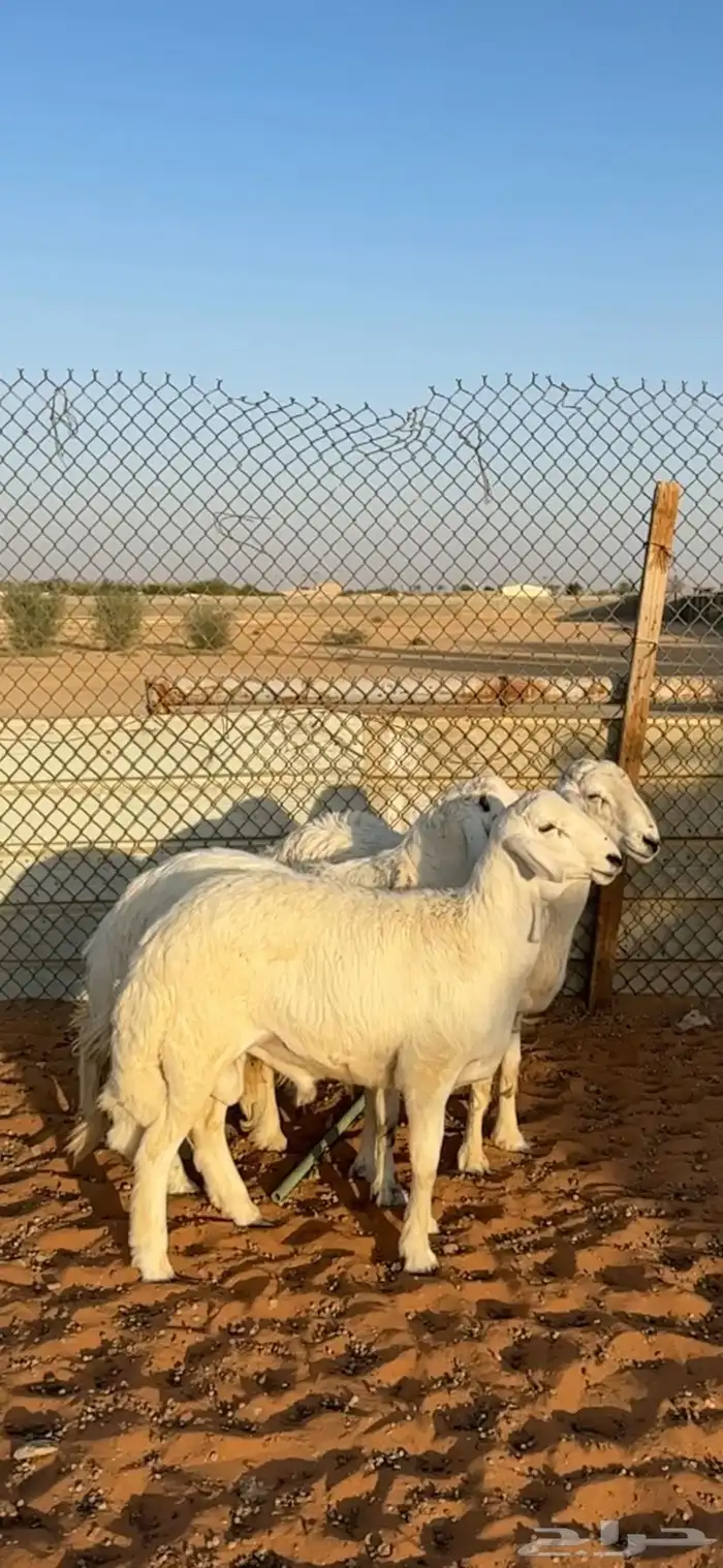 ذبايح حريات جذعان الخرج 5