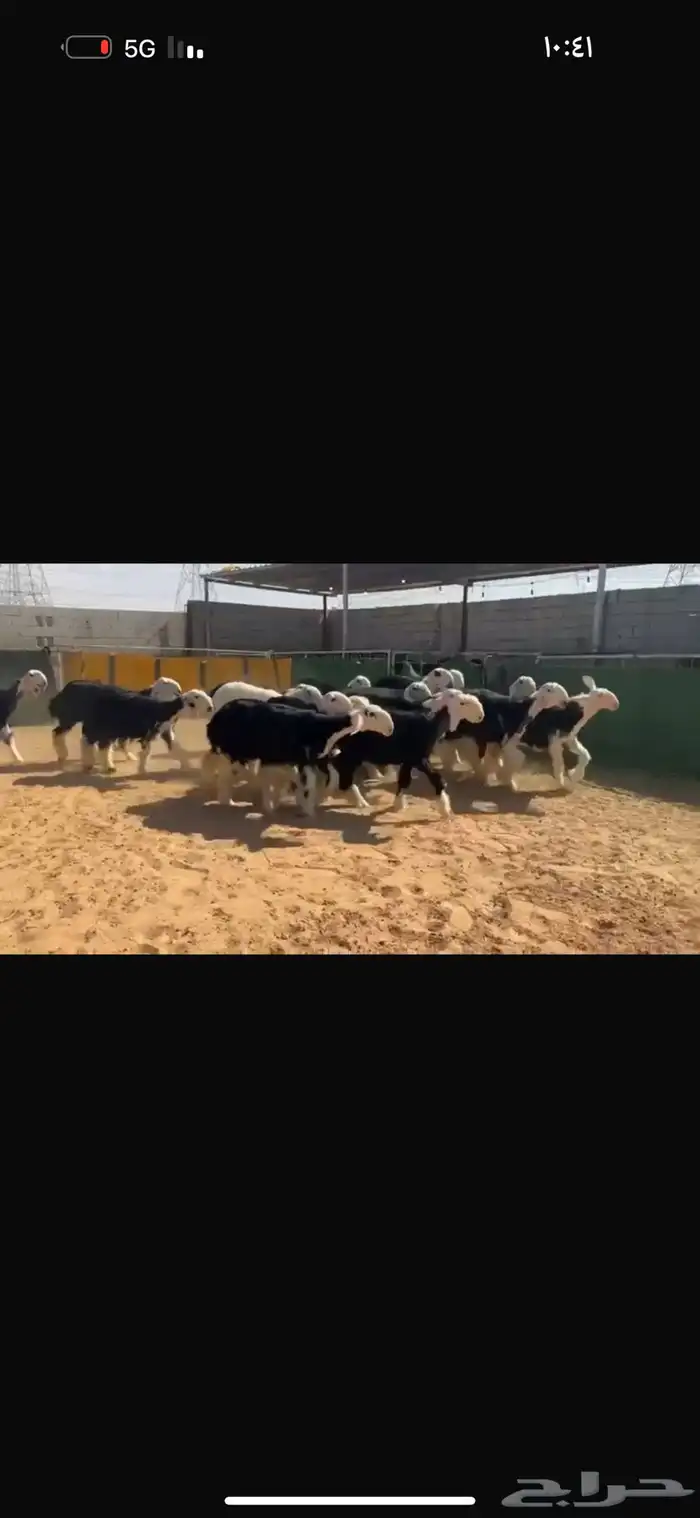 عرض رخال جذعات 2