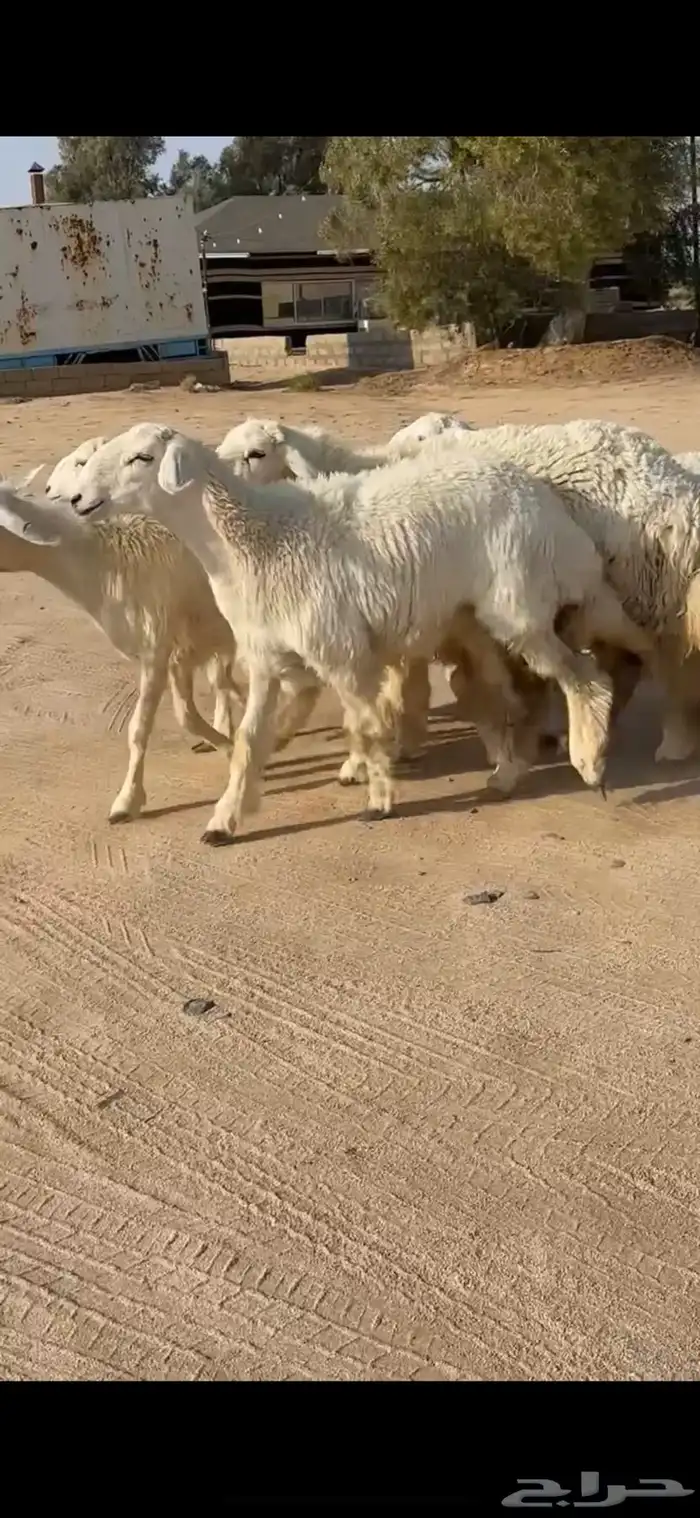 رخال مقاني 0