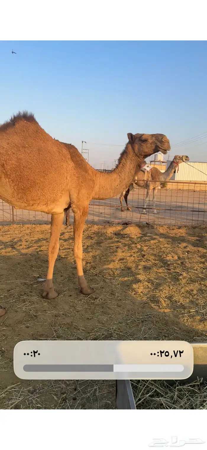 للبيع بكرتين حقايق 2