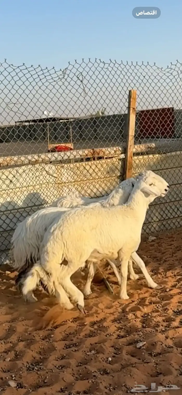 ذبايح حريات جذعان الخرج 3