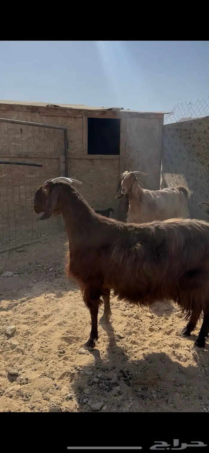 معزا متابيع للبيع 0