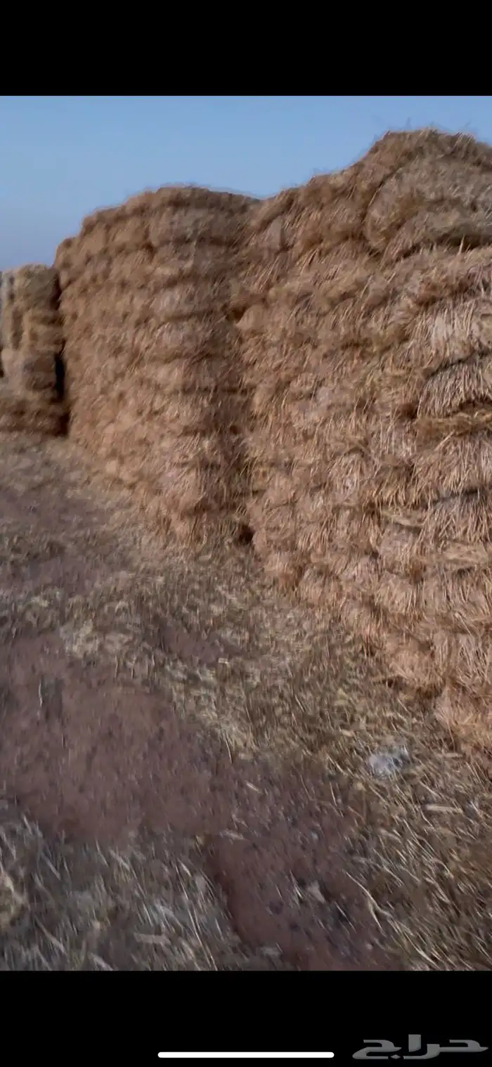 تبن البيع كوم 1