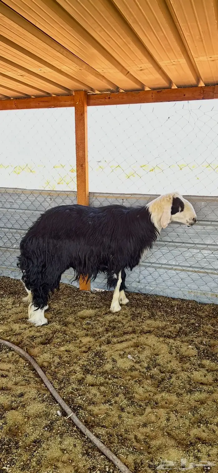 خروف فحل نجدي 3