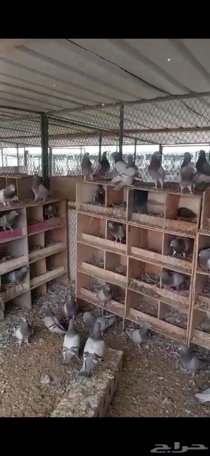 حمام لاحم فرنسي امهات سلفر 0