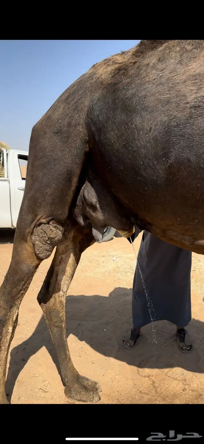 خلفه مجهم طيبه 6