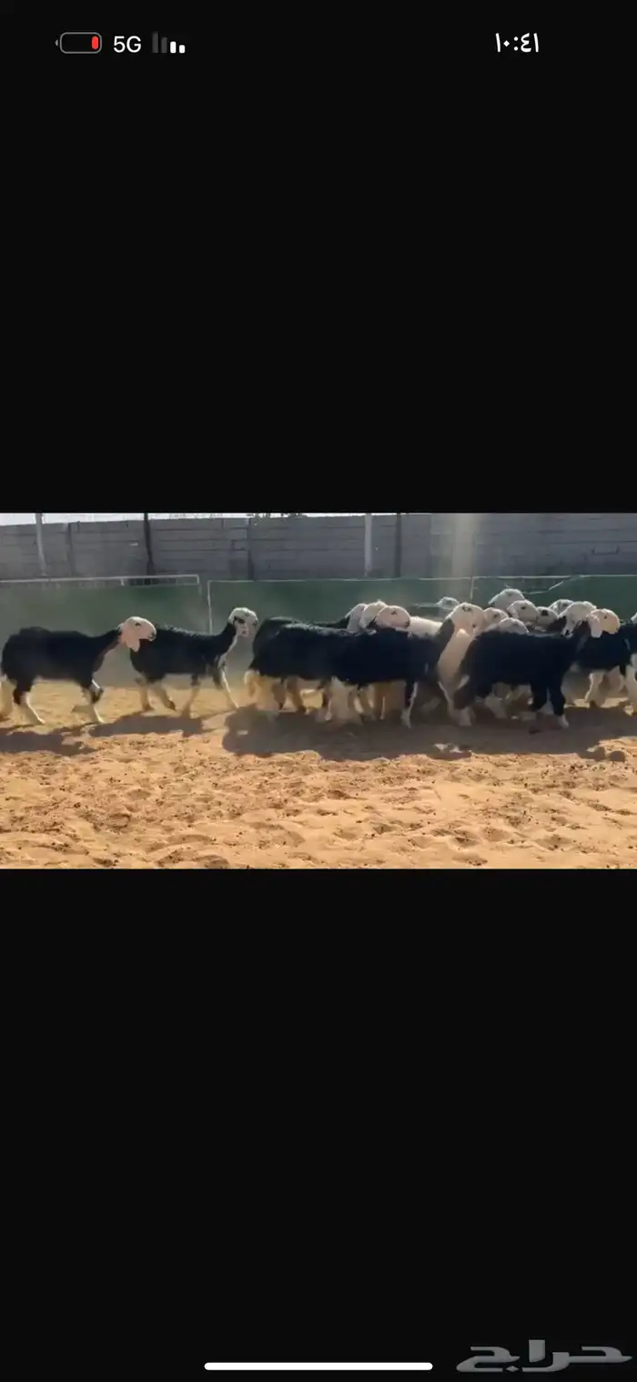 عرض رخال جذعات 4