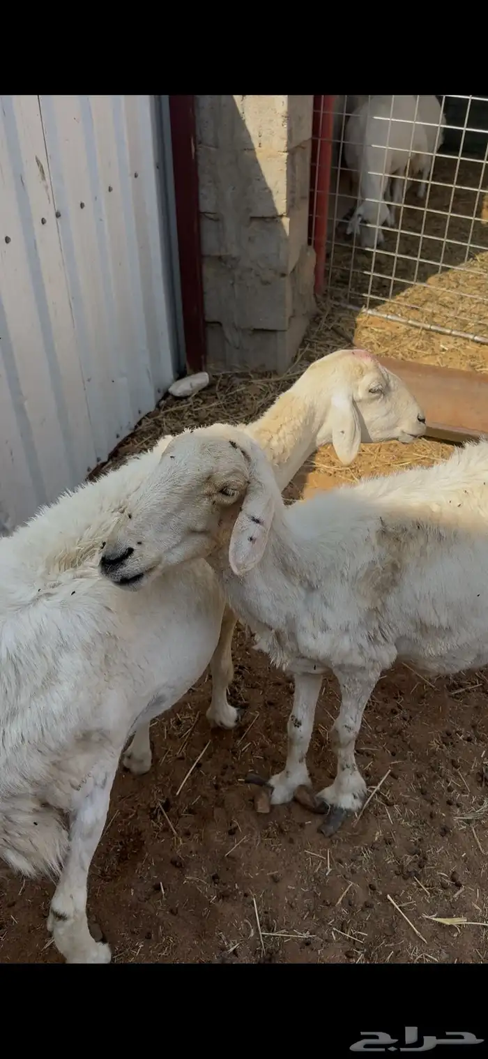 للبيع حريات دفيع على السومار 2