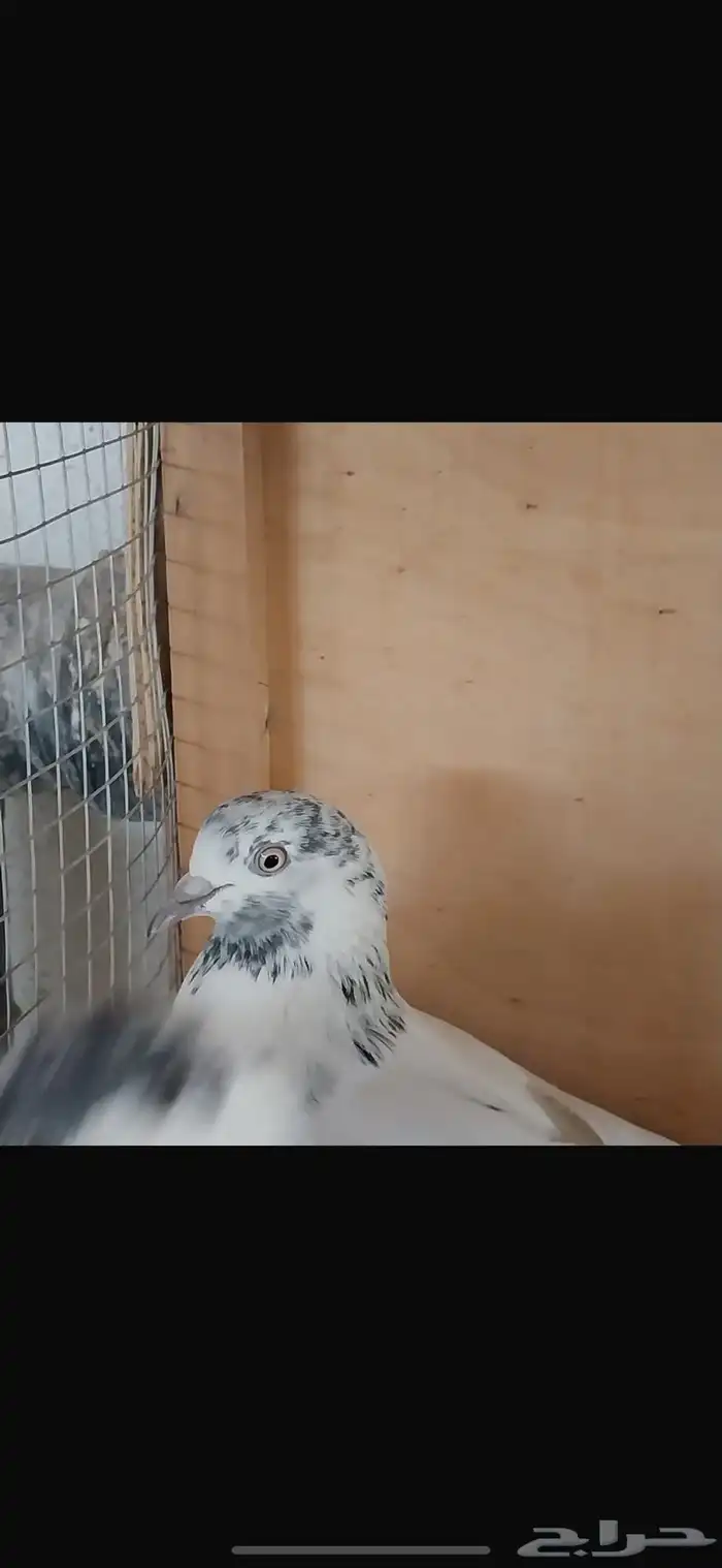 حمام بكستاني منتج تربية ماحكر خلي من الأمراض 0