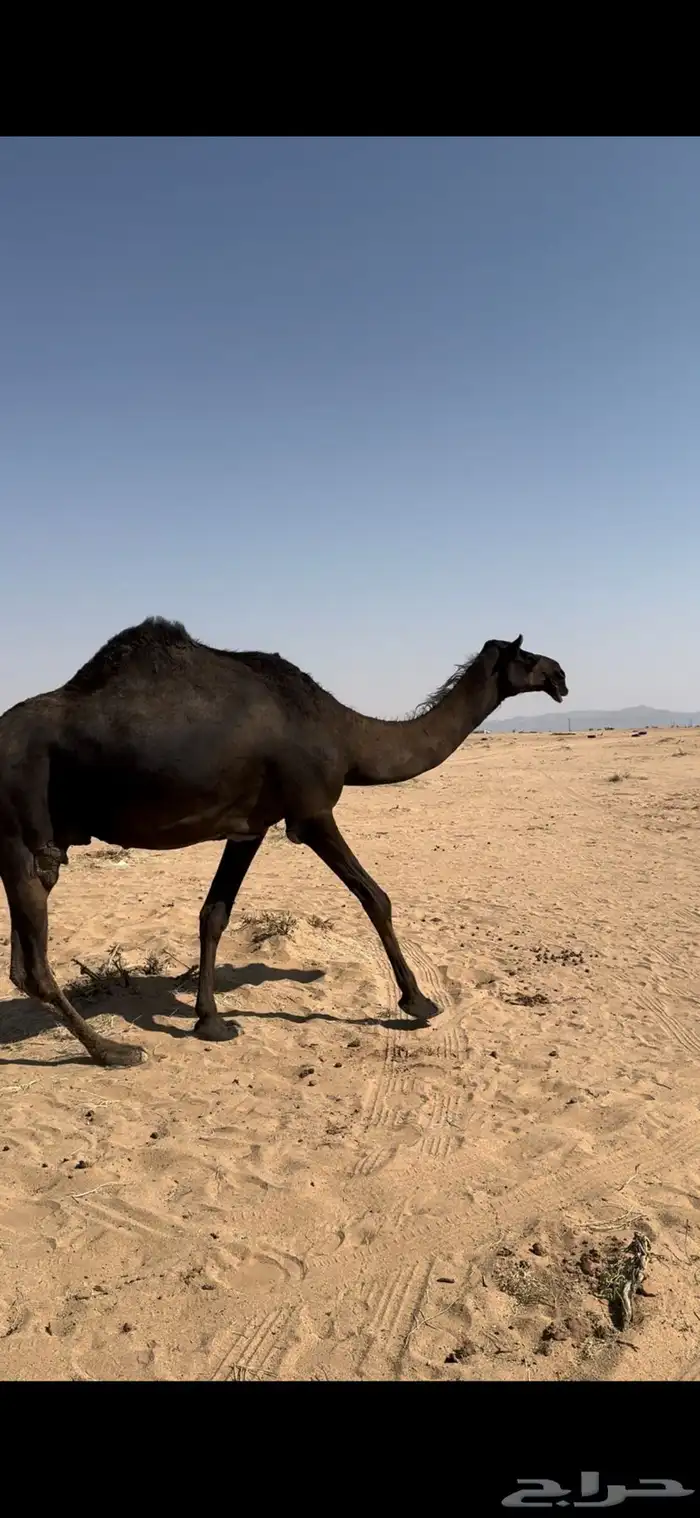 خلفه مجهم طيبه 3