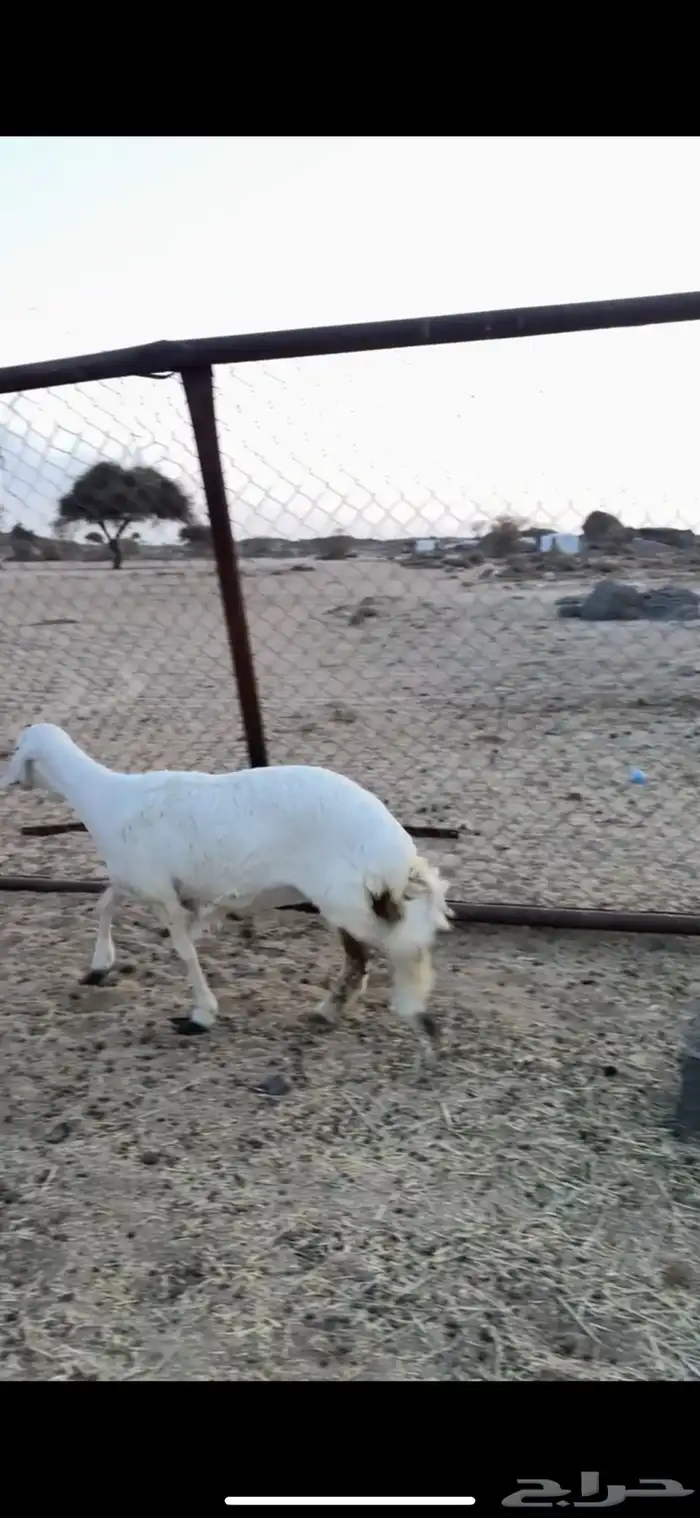 رخل جذعه دافع 0