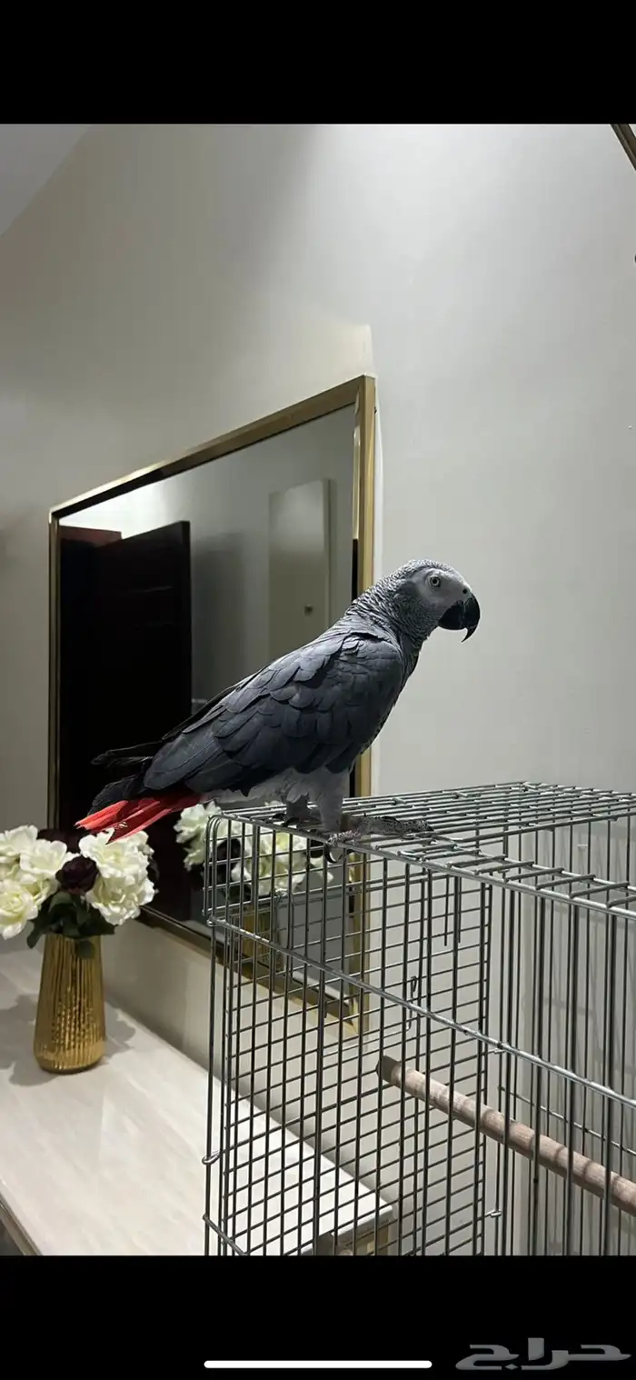 بغبغاء كاسكو 0