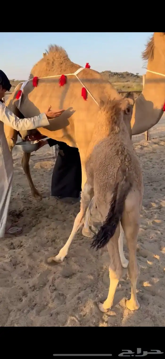 خلفة تحتها بكرة تحلب طاسه 50 هداوه ومشروطه 0