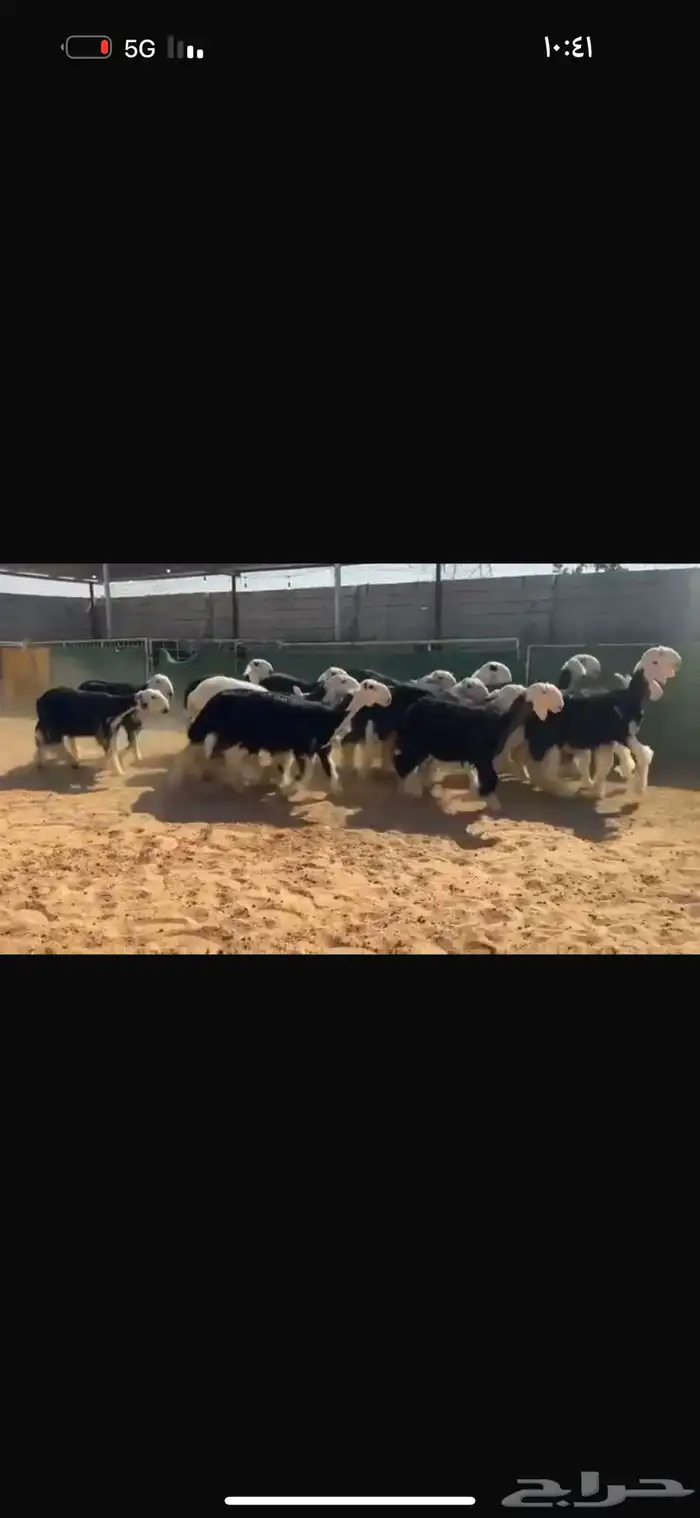 عرض رخال جذعات 5