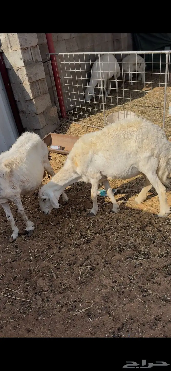 شياه حريات دفيع عالسونار 0