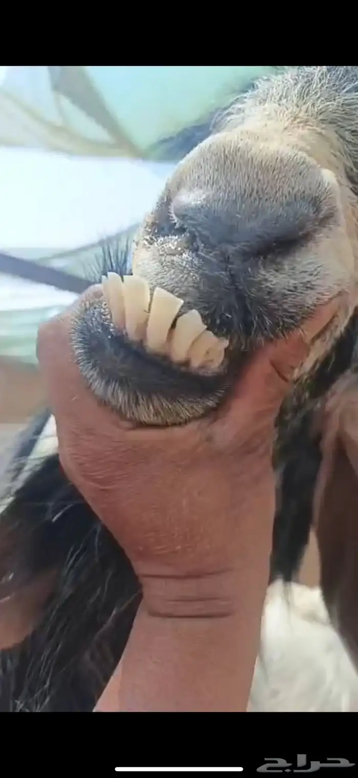 فحل عارضي صنف و جرم و معرف و انتاجه صنف 2