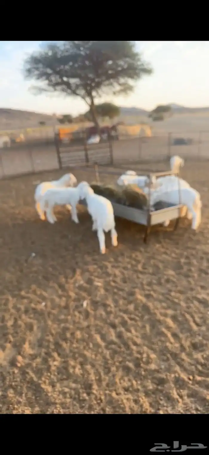 بهم حري مراح السوم 900 0