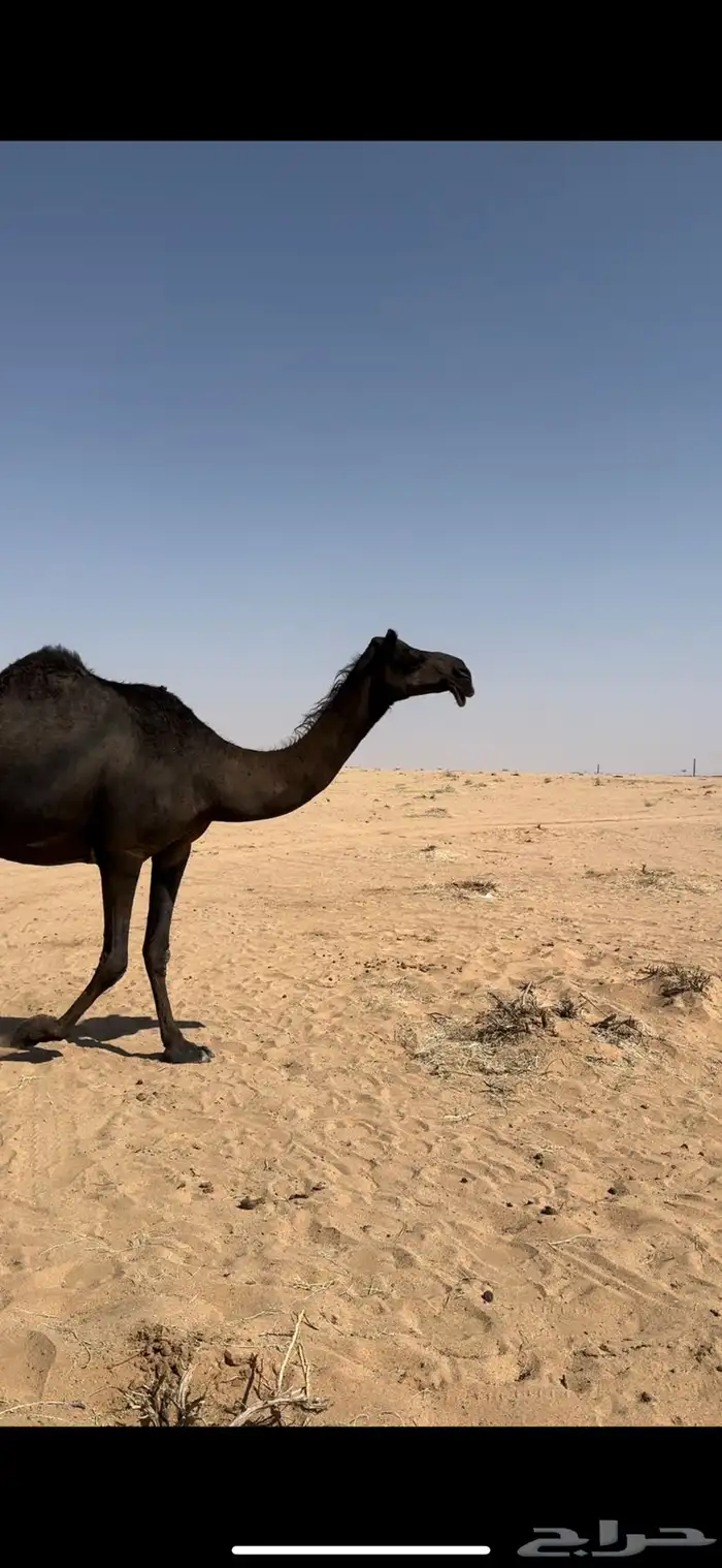 خلفه مجهم طيبه 2