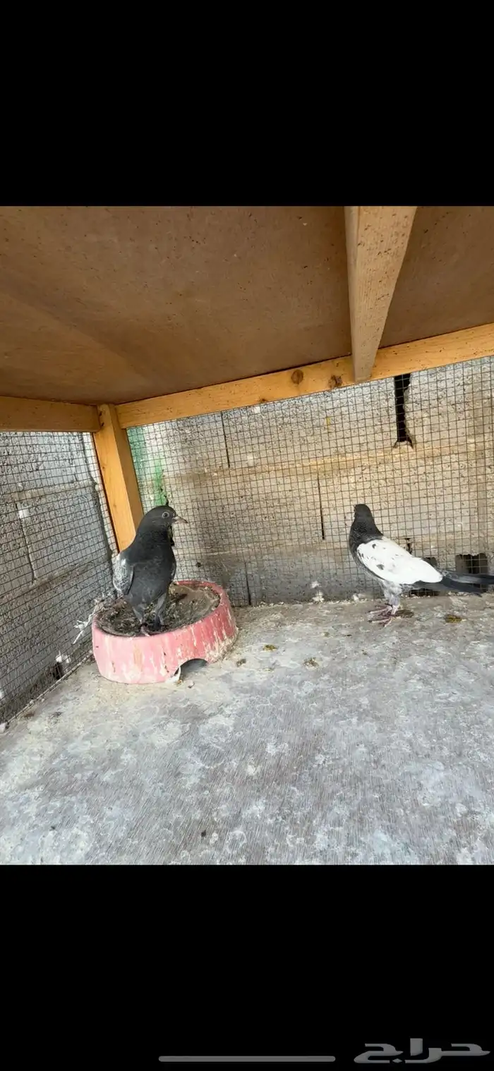 طبات حمام باكستاني 4