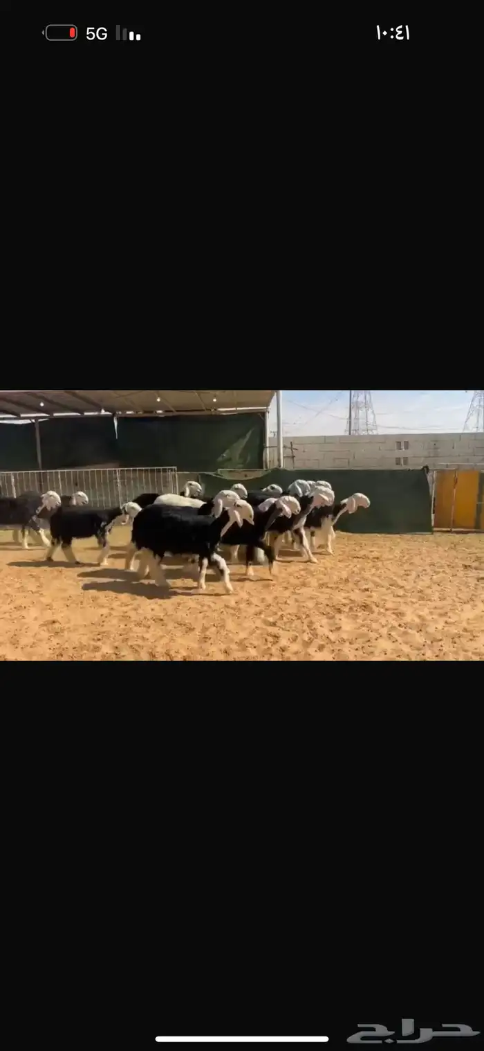 عرض رخال جذعات 1