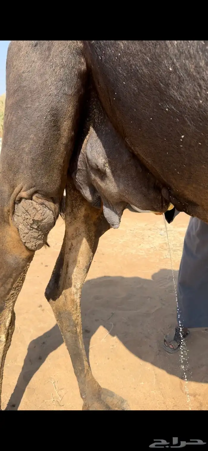 خلفه مجهم طيبه 7