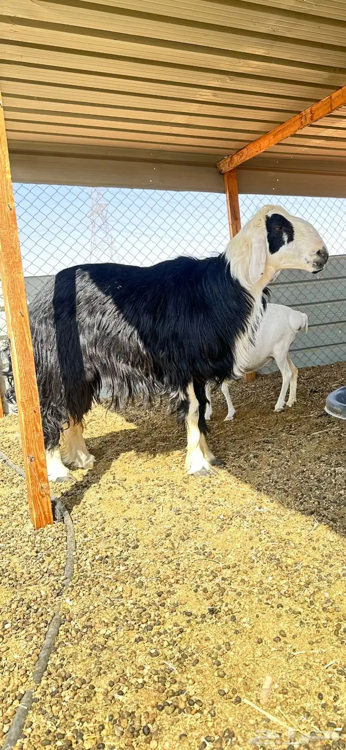 خروف فحل نجدي 1