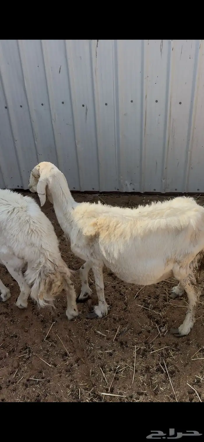 للبيع حريات دفيع على السومار 1