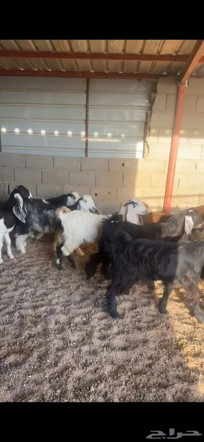 جفار مقاني 1