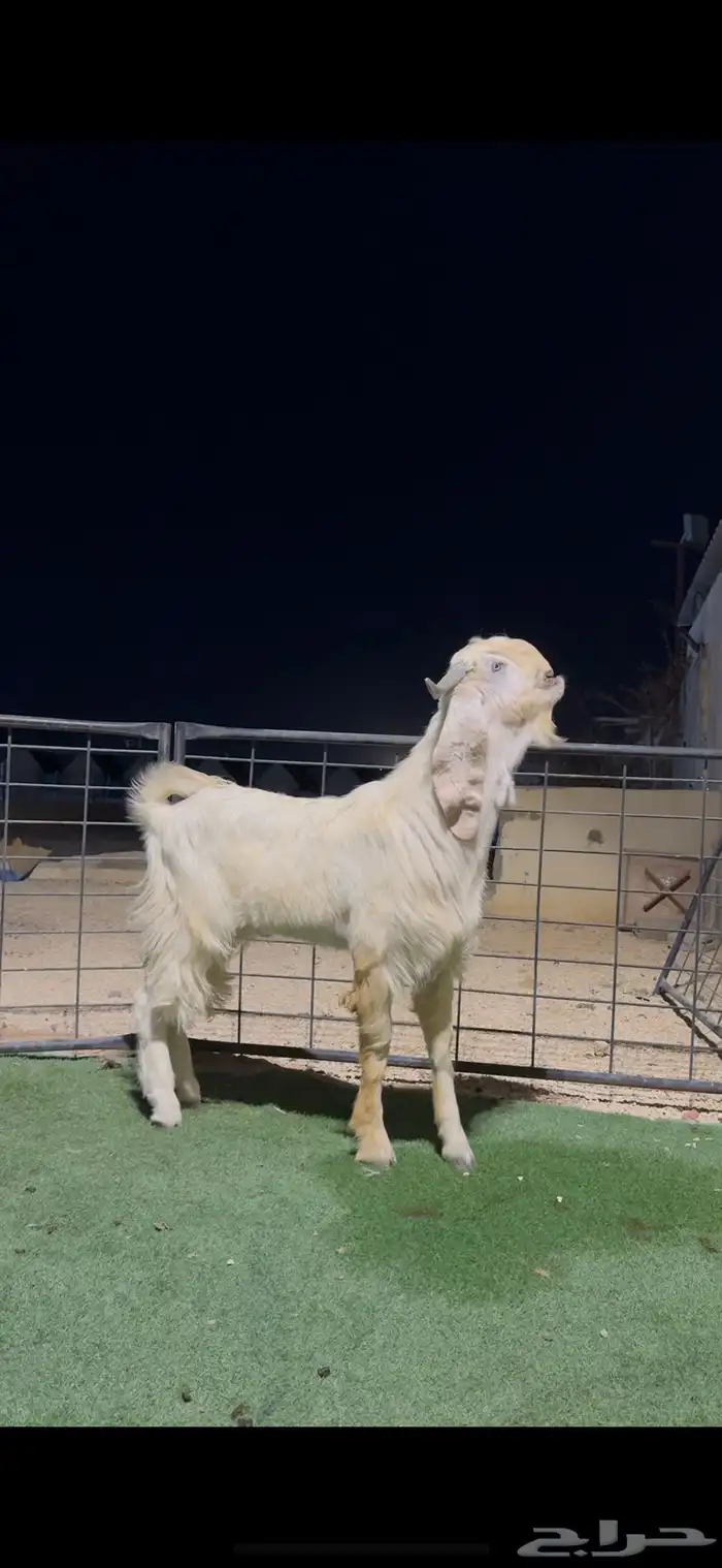 تيس مطور جذع 2