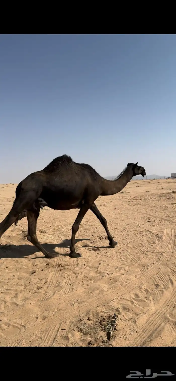 خلفه مجهم طيبه 1