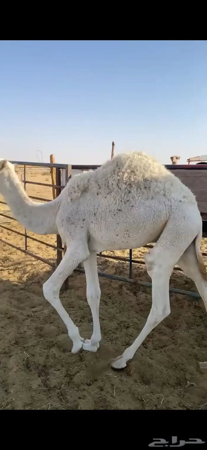 قعود للبيع 0