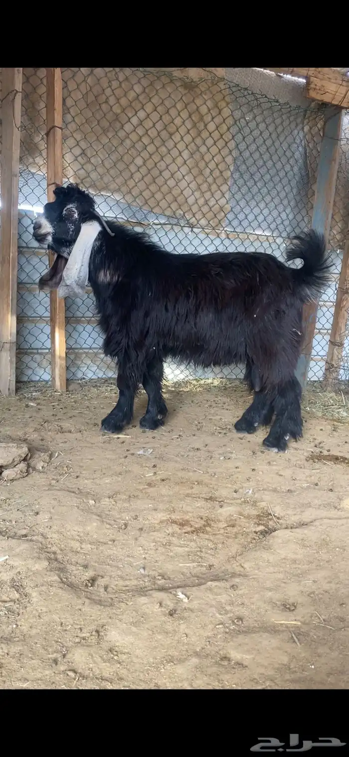 فحول عوارض صنف 4