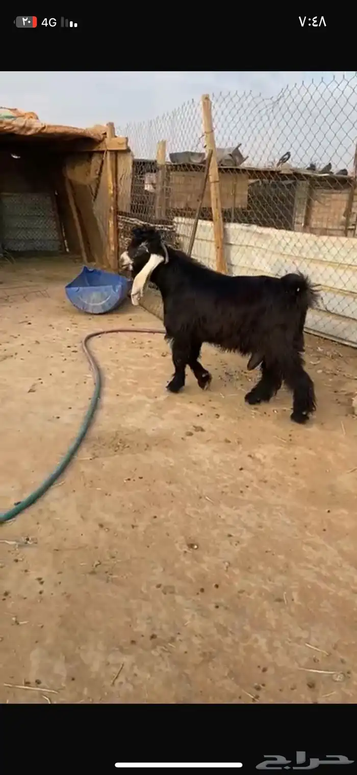 فحول عوارض صنف 0