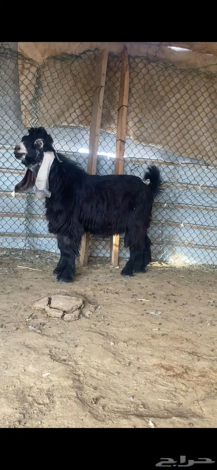 فحول عوارض صنف 5