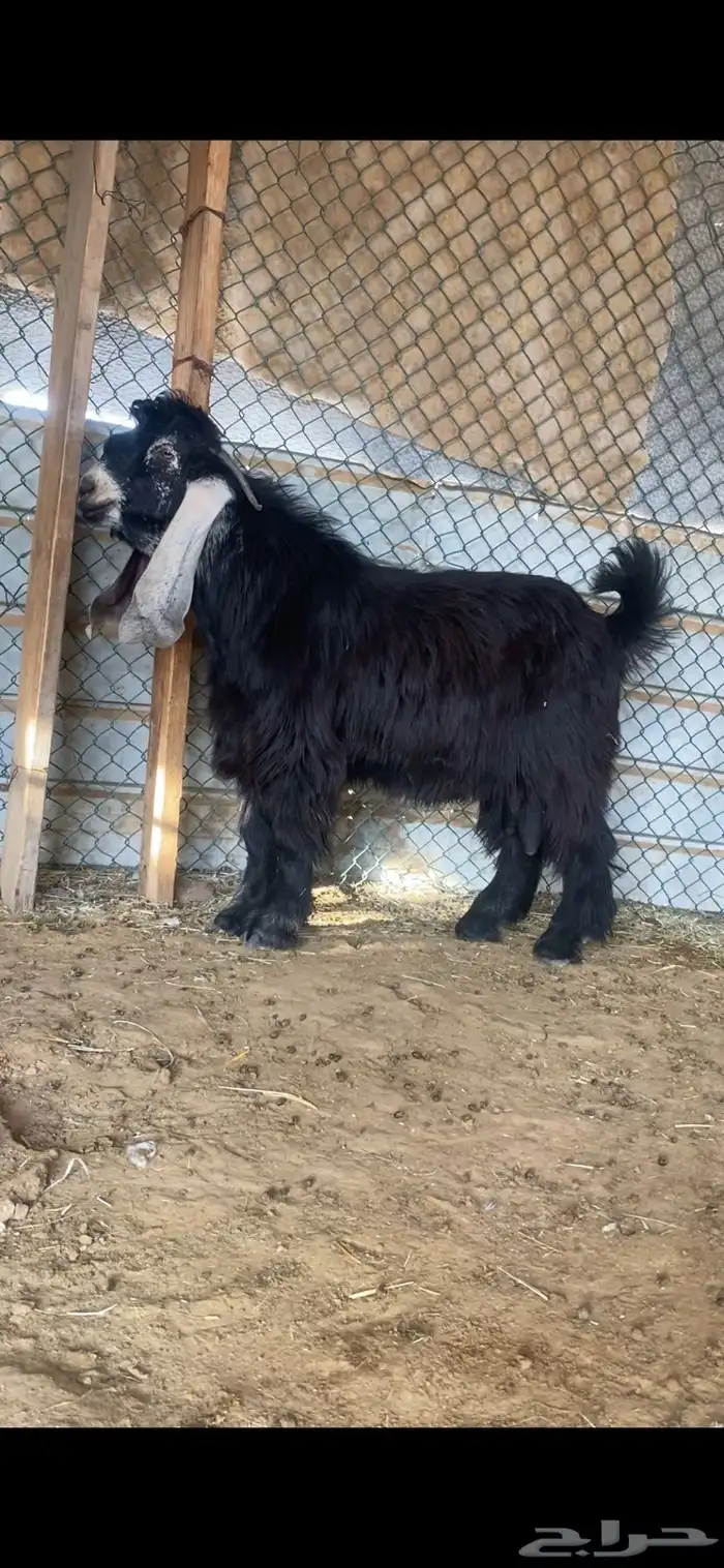 فحول عوارض صنف 6